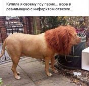 пес.jpg