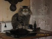 кот44.jpg