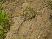 зеленый дракон.jpg