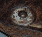 DSC_0874.JPG