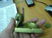DSC00867.JPG