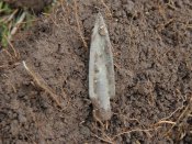 DSC07293.JPG