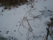 DSC08592.jpg