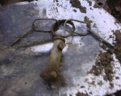 IMG0002A.jpg
