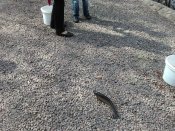 IMG_20160409_124941.jpg