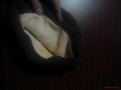 IMG_20160318_171707.jpg