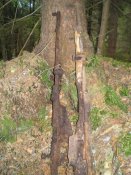 Копия P1010122.jpg