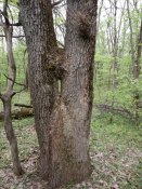 IMG_20160424_114347.jpg