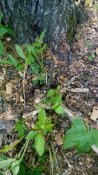 IMG_2016-04-23_162942.jpg