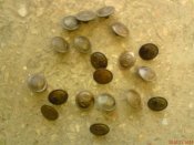 DSC01010.jpg