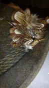 IMG_20160426_160319.jpg