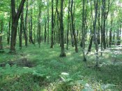 IMG_0059.JPG