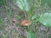 WP_20160522_005.jpg