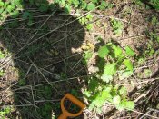 IMG_4155.JPG