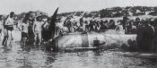 1-Bf-109E-7.JG53-(W9+I)-after-a-belly-landing-on-a-Beach-1940-02.jpg