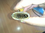 image-65e0af9682ed5ac6a92d3a4fbf63f9b7a3d07c4af699c0c92726a48e761c1251-V.jpg