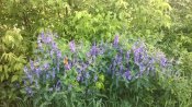 WP_20160605_029.jpg