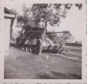 Panther and tree.jpg