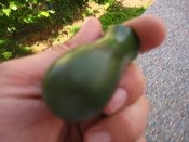IMG_1557.JPG