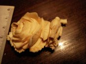 DSC01240.JPG
