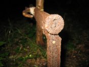 IMG_0294.JPG