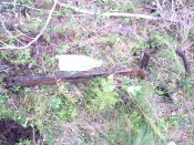 IMG_20160717_194651.jpg