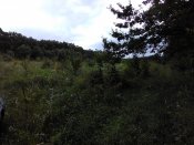 IMG_20160723_155907.jpg