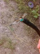 IMG_20160811_084227.jpg