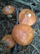 IMG_2016-08-24_074943.jpg