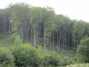 IMG_0612.JPG