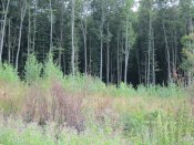 IMG_0613.JPG