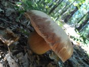 IMG_2016-08-28_133937.jpg