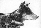 1297222361_wwi_dog_messenger.jpg
