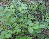 IMG_2874_001.JPG