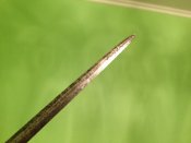 IMG_0655.JPG