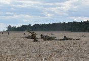 DSC_3750.JPG