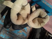 IMG_20160724_133430.jpg