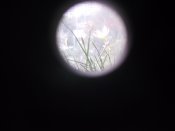 DSCF0035.JPG