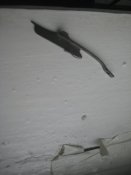 IMG_9767.JPG