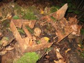IMG_5359 (Large).jpg