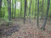 IMG_1182.JPG