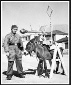 боевой осел.jpg