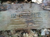 DSC01371.jpg