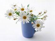 flower.jpg