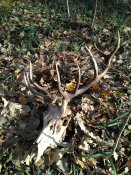 IMG_2016-11-12_110839.jpg