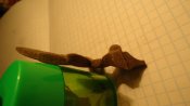 DSC03337.JPG