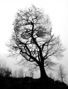 pareidolia arvore.jpg