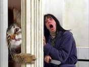 funn-cat-pictures-11.jpg