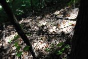 DSC_0197.jpg