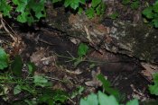 DSC_0218.jpg
